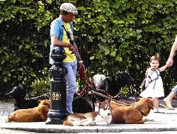 dogwalk1.jpg