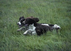 springer_spaniel_3.jpg