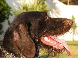 Mouth.jpg
