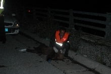 dead_bear
