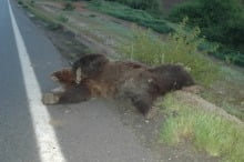 dead_bear_2