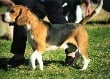 beagle_1