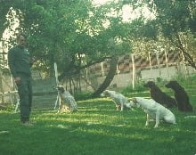 create_hunt_dog_1