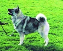 elkhound_1