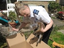 fox_stuck