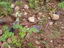 lipasma_apo_skoylikia