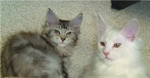 main_coon_3