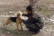 super_dog_2