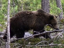 bear_evros