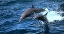 delfinia