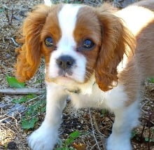 king_charles_1