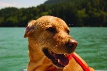 summer_dog_4