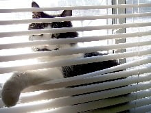 vet_gata
