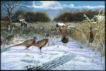 Pheasant_1