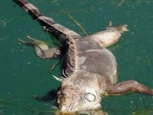 dead_iguana