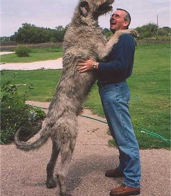 IrishWolfhoundFrankBrendan