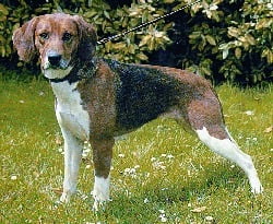 beagle_xarier