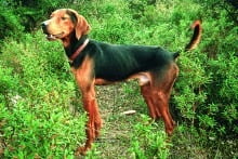 hare_dog_1