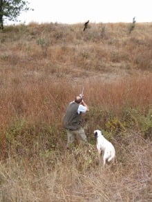 hunting_phaesant_2