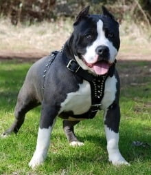 pitbull_1