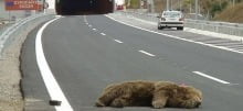 bear_and_kid