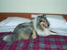 kolley_2