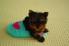 small_Yorky