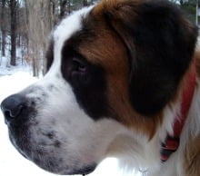 saint-bernard_2