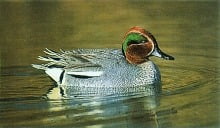 duck_kirkiri