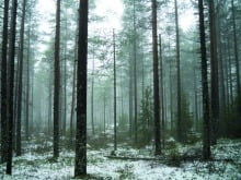 hunting_finland_3
