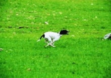 dog_champion_2