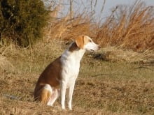 american_foxhound_1