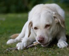 dog_food_allergy