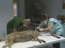 woolf_injured